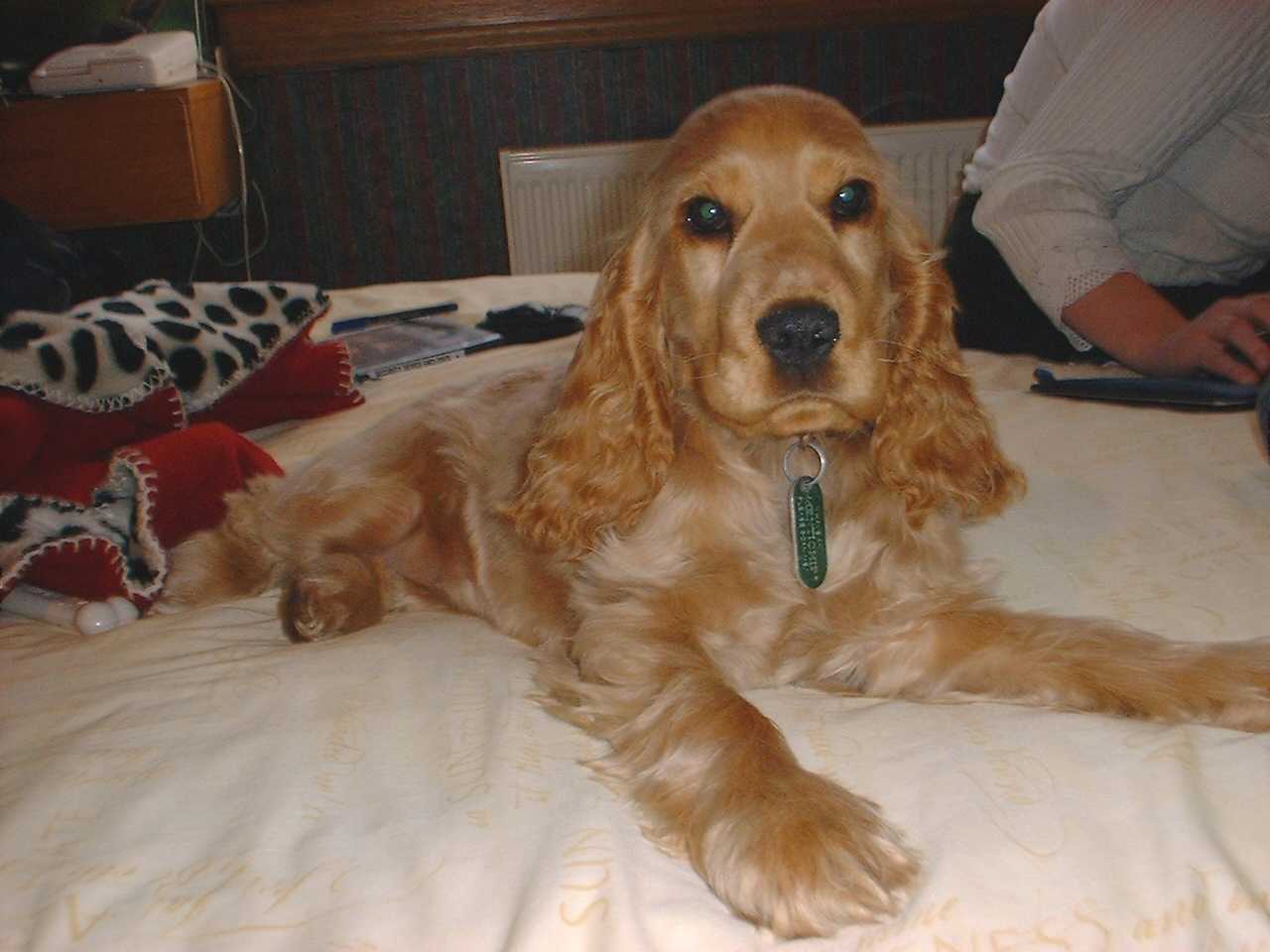 English-Cocker-Spaniel-Puppies4
