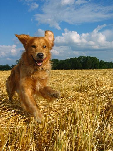 golden-retriever