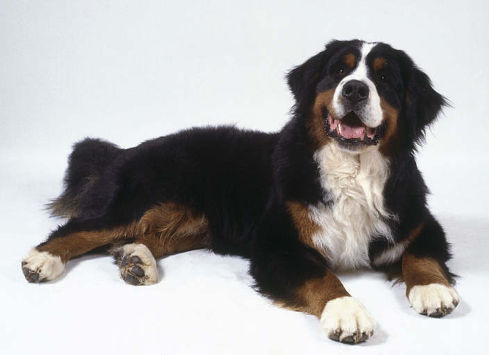 bernese-mountain