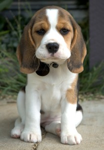 cute-beagle-3.jpg