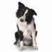 bigstockphoto_border_collie_breed_1324291