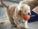 golden-retriever-puppy-with-rubber-ball