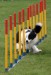 Border_collie_weave_poles