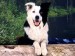 Border-Collie-Wallpaper-dogs-5313780-1024-768